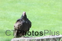 Turkey Vulture IMG 3120