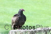 Turkey Vulture IMG 3122