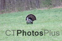 Wild Turkey IMG 2074