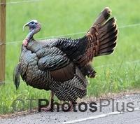 Wild Turkey IMG 2199