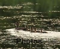 Wood Duck and Ducklings U82A2841c