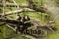 Wood Ducklings IMG 9999 298