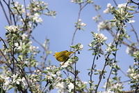 Yellow Warbler IMG 2434