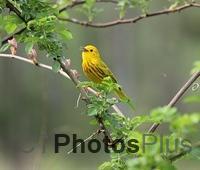 Yellow Warbler IMG 9402c