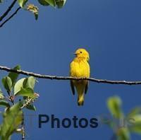 Yellow Warbler IMG 9999 212c