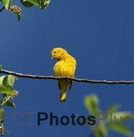 Yellow Warbler IMG 9999 215c