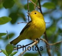 Yellow Warbler IMG 9999 320c