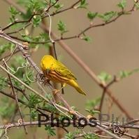 Yellow Warbler U82A0832c