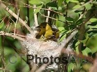 Yellow Warbler in nest U82A1531c