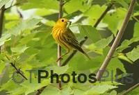 Yellow Warbler with dinner IMG 0098c