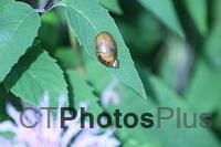 little Land Snail IMG 6086