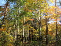 Fall Leaves in Burlington IMG 0531
