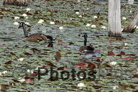 Geese family in Beaver Pond IMG 0255