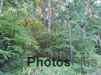 Peaceful woods around Nepaug IMG 0469