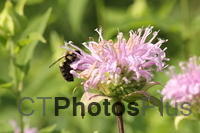 American Bumblebee on Wild Bergamot IMG 5236
