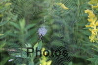 Banded Garden Spider IMG 7437