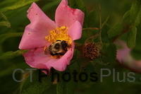 Bee on wild rose U82A2270