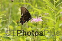 Black Swallowtail on Wild Bergamot IMG 5352