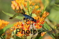 Blue Mud Wasp on Butterfly Weed IMG 1867