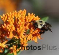 Bumble Bee on Butterfly Weed U82A3179c