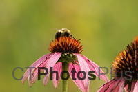 Bumble Bee on Purple Cone Flower IMG 1988