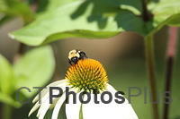 Bumblebee on Cone Flower IMG 9999 242