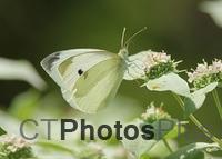 Cabbage White Butterfly IMG 1283c