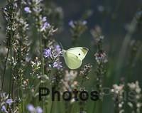 Cabbage White Butterfly IMG 9999 1c