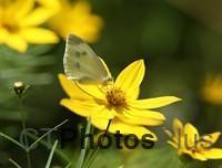 Cabbage White Butterfly IMG 9999 33c