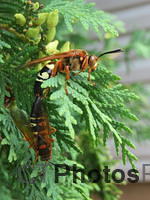 Cicada Killer Wasps IMG 2415