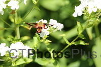 Clearwing Hummingbird Moth IMG 9999 243