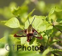 Clearwing Hummingbird moth IMG 9999 159c