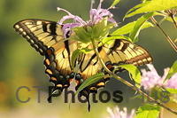 Eastern Tiger Swallowtail IMG 5502