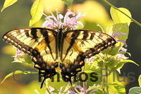 Eastern Tiger Swallowtail IMG 5504