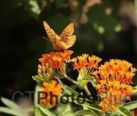 Fritillary and Bumblebee on Butterfly Weed IMG 1337c