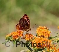 Fritillary on Butterfly Weed IMG 1237c