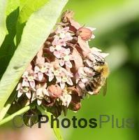 Honey Bee on Milkweed U82A3654c