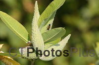 Large Milkweed bug on Milkweed IMG 9999 229