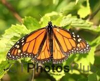 Male Monarch IMG 6231c