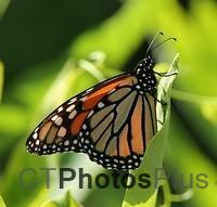 Male Monarch U82A4089c