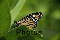 Monarch Butterfly U82A3861