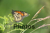 Monarch Butterfly U82A4342
