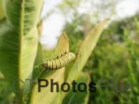 Monarch Caterpillar IMG 1653 (2)