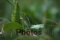 Monarch Caterpillar IMG 9999 215