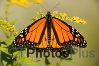 Monarch U82A4750