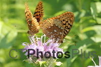 Northwestern Fritillary Butterflies on Wild Bergamot IMG 0940