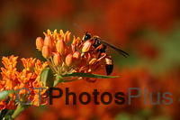 Great Golden Digger Wasp on butterfly weed U82A3011