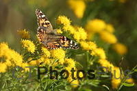 Painted Lady IMG 9999 194