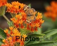 Pearl Crescent on Butterfly Weed IMG 1483c