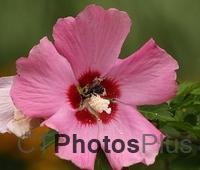 Pollen covered Bumblebee on Rose of Sharon IMG 6956c
